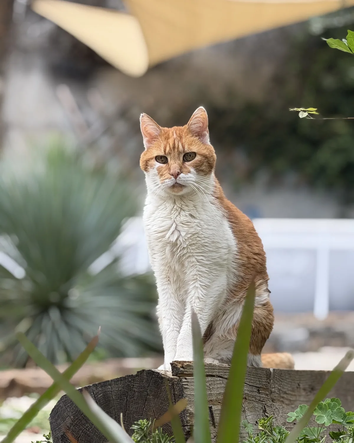 Un chat roux et blanc assis sur une souche, dans le jardin