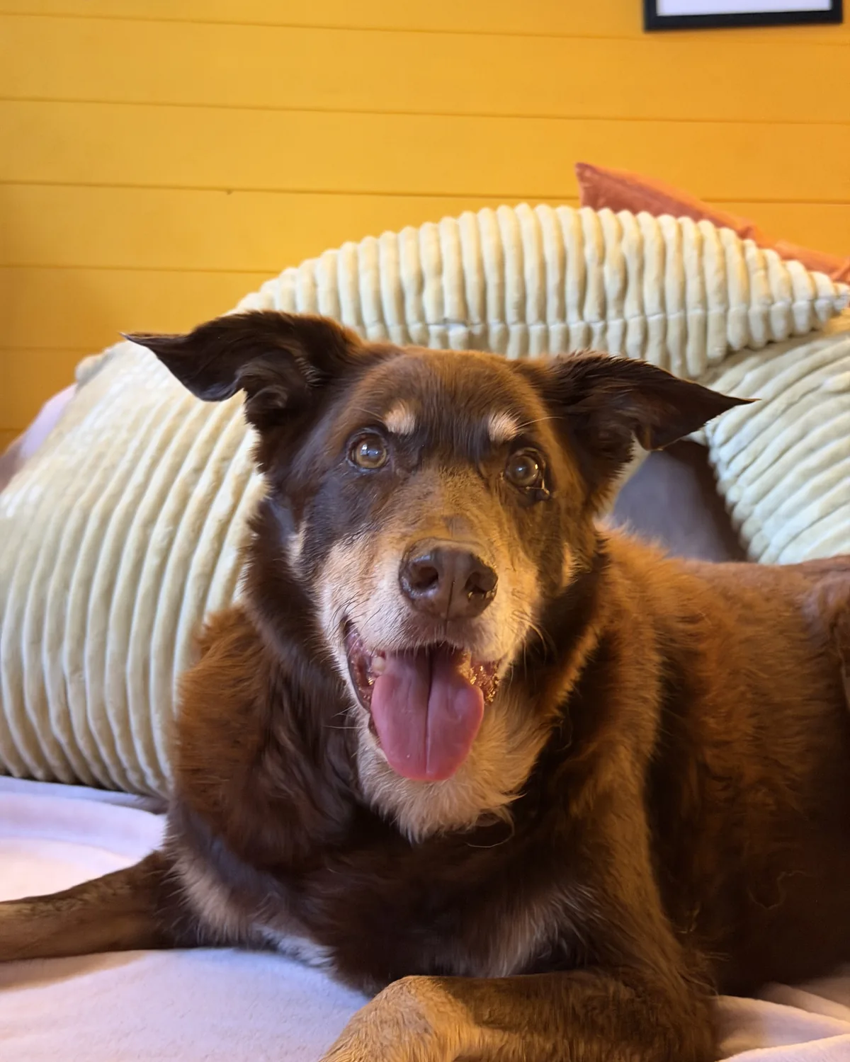 Mon chien brun couché sur le lit, contre un coussin