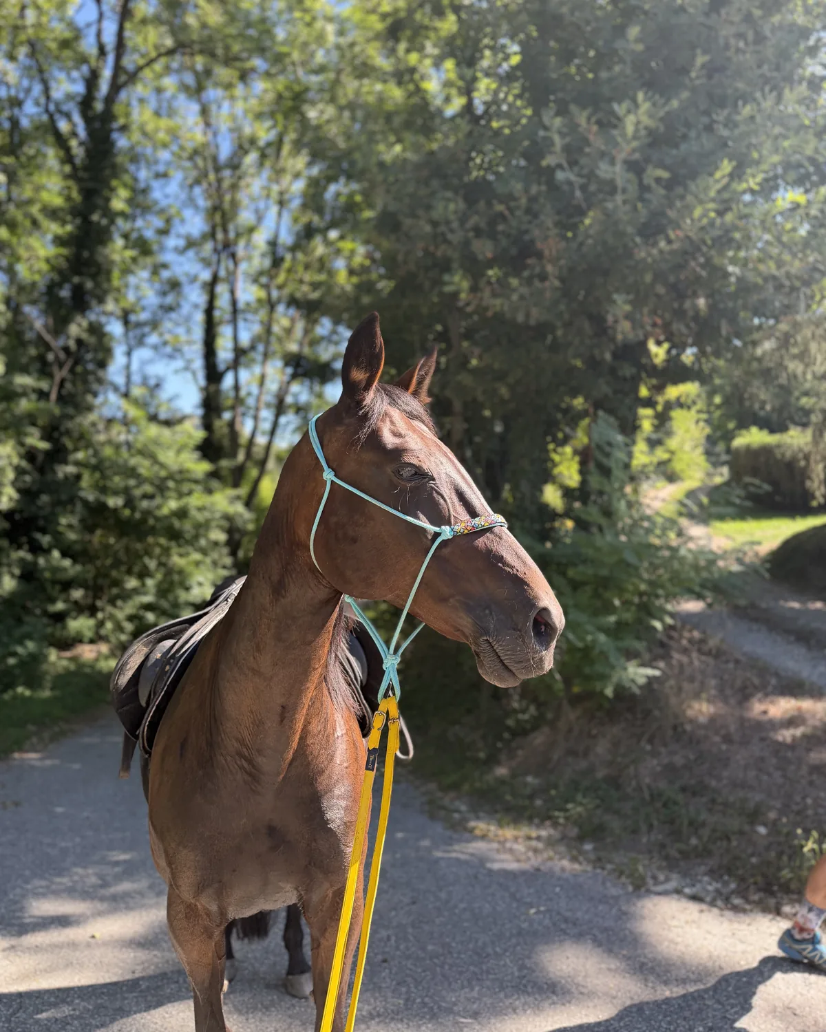 Ma jument bai, en licol, sur un chemin bordé d’arbres
